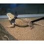 Bearded Dragon Lizard Harness with Cool Wings and Adjustable Leash-3 Size Pack, Suitable for Squirrel Iguana Dutch Pig Reptiles on Chest