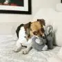 KONG Comfort Kiddos Elephant Dog Toy, X-Small KONG Comfort Kiddos Elephant Dog Toy, X-Small
