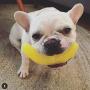 Spunky Pup Pet Chew Toy