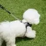 THE ZOOS Thezoos Bennys Basic Harness Comfortable Vest Fit Simple Size Adjustment Easy Control Soft No Pull Dog All Weather for Puppies Small Medium Dogs