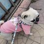 Dog Harness for Small Dogs with Leash Easy Walk No Pull Soft Comfortable Fabric Geometric Pattern (L（Width 0.98'' Chest 21.6-30.7'' 58-74lb）, Geometric Pattern)