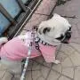 Dog Harness for Small Dogs with Leash Easy Walk No Pull Soft Comfortable Fabric Geometric Pattern (L(Width 0.98'' Chest 21.6-30.7'' 58-74lb), Geometric Pattern) Dog Harness for Small Dogs with Leash Easy Walk No Pull Soft Comfortable Fabric Geometric Pattern (L(Width 0.98'' Chest 21.6-30.7'' 58-74lb), Geometric Pattern)
