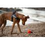 Julius-K9 IDC Color & Gray Belt Harness for Dogs