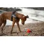 Julius-K9 IDC Color & Gray Belt Harness for Dogs