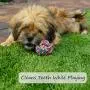 Otterly Pets Small Puppy Dog Rope Toys for Play Chew Teething and Boredom - for Smaller Dogs (6-Pack)