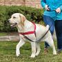 Kurgo Walk About Dog Harness, No Pull Training Harness for Dogs, Discourages Pulling, Front D-Ring, Includes Control Handle, Chili Red