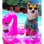 Parisian Pet Hawaiian Dog Clothes - Hibiscus Print Dress/Tropical Shirt - Dog Luau Costume for Male and Female Dogs - Perfect Summer Dress for Pets Parisian Pet Hawaiian Dog Clothes - Hibiscus Print Dress/Tropical Shirt - Dog Luau Costume for Male and Female Dogs - Perfect Summer Dress for Pets