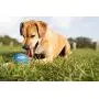 Nerf Dog Sports Ball Dog Toys, Lightweight, Durable and Water Resistant, 2.5 Inches, for Small/Medium/Large Breeds, Four Pack, Mixed Colors, Model:3372 Nerf Dog Sports Ball Dog Toys, Lightweight, Durable and Water Resistant, 2.5 Inches, for Small/Medium/Large Breeds, Four Pack, Mixed Colors, Model:3372