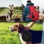 Meiliss Multifunctional Collapsible Silicone Bowl for Pets Retractable Travel Portable Water Bowl Frisbee Toy for Cats and Dogs (Random Color)