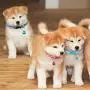 Weewooday 6 Pieces Small Dog Harness and Leash Set No Pull Pet Harness Soft Mesh Vest with Cute Bows Reflective Cat Collars Breakaway with Bell for Small Dogs and Cats