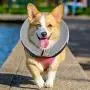 WANTRYAPET Protective Inflatable Collar, Inflatable Comfy Cone for Dogs and Cats, Soft Dog Cone After Surgery Pet Recovery Collar Prevent Dogs from Biting & Scratching WANTRYAPET Protective Inflatable Collar, Inflatable Comfy Cone for Dogs and Cats, Soft Dog Cone After Surgery Pet Recovery Collar Prevent Dogs from Biting & Scratching