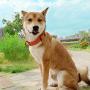 KOOWIN Slip Martingale Dog Collar & Dog Harness, Dog Leash with Reflective Strip, Orange/Grey