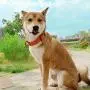 KOOWIN Slip Martingale Dog Collar & Dog Harness, Dog Leash with Reflective Strip, Orange/Grey