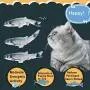 Electric Moving Fish Cat Toy Dog Chew Toy, Bite Toy for Indoor Cats Dogs Plush Toy for Kitten Puppy Kicker Fish Toy Pillow for Cats Dogs Catnip Cat Fish Toy Interactive Training Toy for Pet Squeak Toy Electric Moving Fish Cat Toy Dog Chew Toy, Bite Toy for Indoor Cats Dogs Plush Toy for Kitten Puppy Kicker Fish Toy Pillow for Cats Dogs Catnip Cat Fish Toy Interactive Training Toy for Pet Squeak Toy