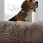 Brindle Donut Cuddler Pet Bed - Plush Dog and Cat Bed - Cozy Shag Faux Fur - Ergonomic Design - Head and Neck Support