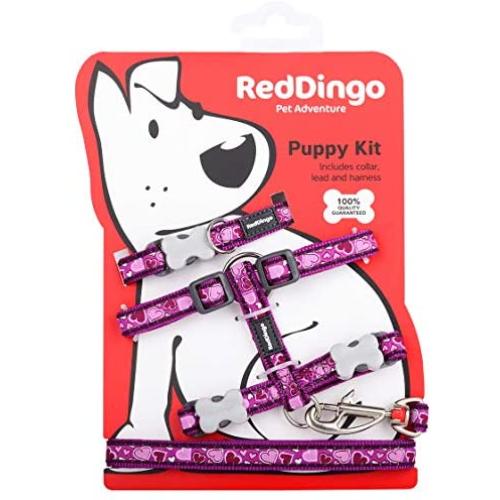 Red Dingo Breezy Love Purple Puppy Pack (Collar, Lead & Harness), One Size