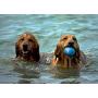 meinno Wicked Ball Cyclone Version, IPX67 Waterproof, 100% Automatic and Interactive Ball to Keep Your Dogs/Cats Company All Day, Your Pets Joy When Home Alone -NOT for CHEWERS