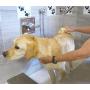 Constantia Pets Sea Sponges for Dogs - Luxury Canine Bath Care, for Pet Grooming, Soft & Gentle Pampering