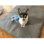 Pet Magasin Thermal Self-Heated Bed for Cat, Pack of 2