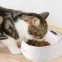SKYMEE Smart Digital Feeding Pet Bowl Accurate Weight with LCD Display Waterproof for Dog Cat Food Water Washable Feeder SKYMEE Smart Digital Feeding Pet Bowl Accurate Weight with LCD Display Waterproof for Dog Cat Food Water Washable Feeder