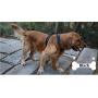 Truelove Hybrid Dog Harness, Walking and Car Adjustable Pet Harness with Handle, Padded, Reflective, Front and Rear Leash Hookup