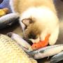 Blusea Pets Chew Bite Toy, Realistic Plush Simulation Doll Fish Funny Interactive Catnip Toys