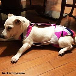 Barkertime Premium Waterproof Dog Diaper Overall - Made in USA - Pink and Blue Chevron Minky Escape-Proof Dog Diaper Overall