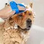 8 Pieces Pet Hair Remover Brush Dog Bath Brush Dog Cat Hair Removal Brushes Pet Dog Grooming Brush for Cleaning Pet Hair from Carpet, Sofa, Car, Bed and More 8 Pieces Pet Hair Remover Brush Dog Bath Brush Dog Cat Hair Removal Brushes Pet Dog Grooming Brush for Cleaning Pet Hair from Carpet, Sofa, Car, Bed and More