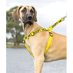 Dexil Limited Adopt ME Yellow Color Coded L-XL Non-Pull Dog Harness (New Home Needed) Donate to Your Local Charity