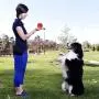 PETIZER Squeaky Dog Ball Toy for Aggressive Chewers ,4 Inches Indestructible Durable Big Dogs Chew Spiky Ball, Floatable Rubber Pet Toys for Medium &Large Breeds PETIZER Squeaky Dog Ball Toy for Aggressive Chewers ,4 Inches Indestructible Durable Big Dogs Chew Spiky Ball, Floatable Rubber Pet Toys for Medium &Large Breeds