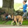 Kurgo Running Harness for Dogs | Everyday Dog Hiking Harness | Reflective Pet Walking Harness | Includes Dog Seatbelt Tether for Restraint | Control Handle | Go-Tech Harness | Small Medium Large Pets