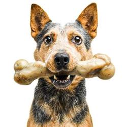Pet Qwerks Zombie NYLON BarkBone - Chew Toy for Aggressive Chewers, Tough Durable Extreme Power Chewer Bone | Made in USA -  Available in 2 Flavors and 4 Sizes