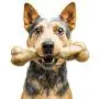Pet Qwerks Zombie NYLON BarkBone - Chew Toy for Aggressive Chewers, Tough Durable Extreme Power Chewer Bone | Made in USA - Available in 2 Flavors and 4 Sizes Pet Qwerks Zombie NYLON BarkBone - Chew Toy for Aggressive Chewers, Tough Durable Extreme Power Chewer Bone | Made in USA - Available in 2 Flavors and 4 Sizes