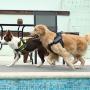 Creation Core Reflective Dog Vest Harness with Sturdy Handle and Removable Patches Comfy Soft Padded