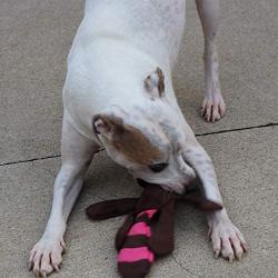 Smart Pet Love Tender-Tuffs - Flap