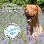 Shed Defender Shed Defense Shampoo for Dogs to Reduce Shedding, w/Omega 3 & 6, Vitamin E, Natural Ingredients & Plant Based, Hypoallergenic Shed Defender Shed Defense Shampoo for Dogs to Reduce Shedding, w/Omega 3 & 6, Vitamin E, Natural Ingredients & Plant Based, Hypoallergenic