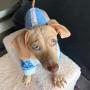 Parisian Pet Dog Clothes for Small Dogs Cat Apparel Puppy Outfits and Jumpsuits