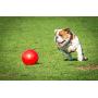 Boomer Ball