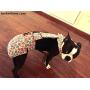 Barkertime Dog Diaper Overall - Made in USA - Mini Happy Monkey Escape-Proof Washable Dog Diaper Overall for Dog Incontinence, Marking, Housetraining and Females in Heat