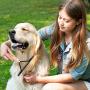 Ordermore Long Tooth Undercoat Dog Rake,Anti-Slip Wood Handle Grooming Rake,Steel Comb for Long Hair Pet