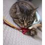 Petlinks Play Pack Cat