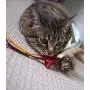 Petlinks Play Pack Cat Petlinks Play Pack Cat