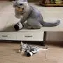 JUILE YUAN Tumbler Smart Nteractive Cat Toys, 180 Degree Self Rotating Ball Car Toy with Catnip, Cat Wand Chaser Indoor Trainning Toys for Teaser Kitten/Cats Toys JUILE YUAN Tumbler Smart Nteractive Cat Toys, 180 Degree Self Rotating Ball Car Toy with Catnip, Cat Wand Chaser Indoor Trainning Toys for Teaser Kitten/Cats Toys