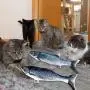 Electric Wagging Fish, Realistic Flopping Fish, Realistic Plush Simulation Electric Wagging Fish Cat Toy Catnip Kicker Toys, Funny Interactive Pets Pillow Chew Bite Kick Supplies for Cat Kitten Kitty Electric Wagging Fish, Realistic Flopping Fish, Realistic Plush Simulation Electric Wagging Fish Cat Toy Catnip Kicker Toys, Funny Interactive Pets Pillow Chew Bite Kick Supplies for Cat Kitten Kitty