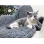 furrybaby Premium Fluffy Fleece Dog Blanket, Soft and Warm Pet Throw for Dogs & Cats (Small (2432''), Pure Grey)