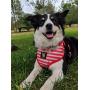 EcoBark Dog Harness and Matching Leash Combo Set; Easy to Put on Very Secure Soft Double Padded, Fully Adjustable Neck and Tummy for Small and Medium Dogs.