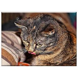 Triple Blank Wall Plate Cover - Cat Domestic Cat Clean Pet Kitten Dear Cat Eyes