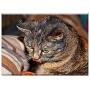 Triple Blank Wall Plate Cover - Cat Domestic Cat Clean Pet Kitten Dear Cat Eyes