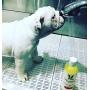 Warren London Oatmeal Dog Shampoo - Soothes Itchy & Sensitive Skin with Vitamins, Oats, Botanical Oils - 17 oz & 1 Gallon