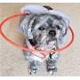 Muffin’s Halo Blind Dog Harness Guide Device – Help for Blind Dogs to Avoid Accidents & Build Confidence – Ideal Blind Dog Accessory to Navigate Surroundings. (M, Gray)